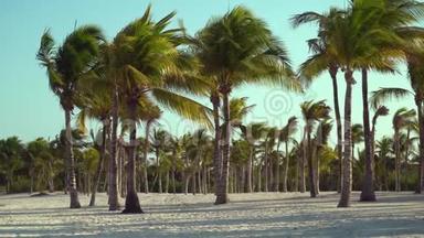 日落时透过椰子树观赏热<strong>带</strong>海滩。 棕榈树叶子在纹理沙上<strong>飘动</strong>的阴影